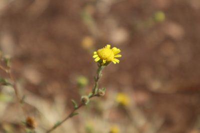 Pulicaria arabica, photographed by Vicente Lopes