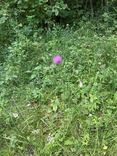 Cirsium tuberosum, photographed by norgram