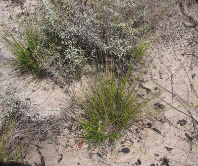 Ficinia ixioides, photographed by douglaseustonbrown