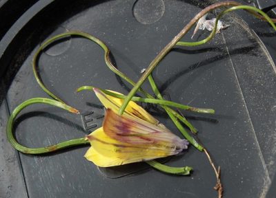 Romulea austinii, photographed by Tony Rebelo