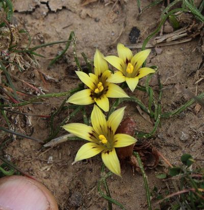 Romulea austinii, photographed by Tony Rebelo