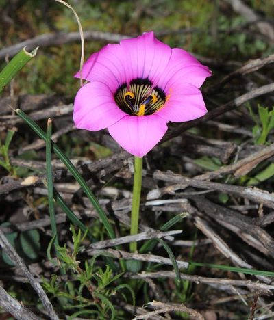 Romulea atrandra, photographed by Tony Rebelo