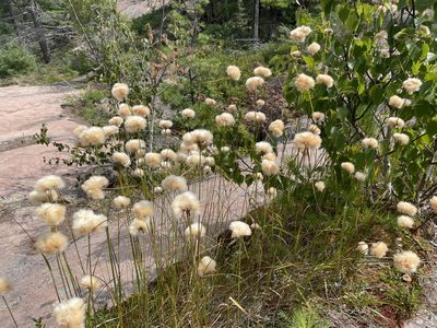 Eriophorum virginicum, photographed by Kathleen Houlahan Chayer