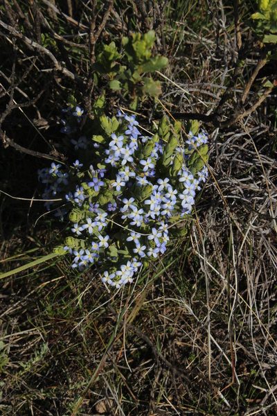 Gnidia cyanea, photographed by Tony Rebelo