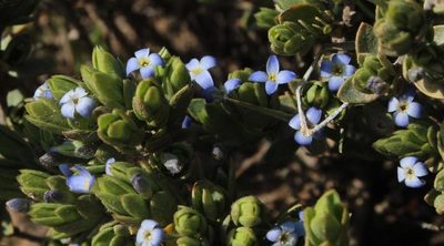 Gnidia cyanea, photographed by Tony Rebelo