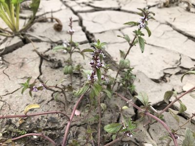 Mentha arvensis, photographed by Pavel Kacl