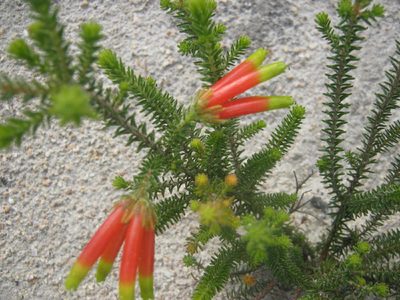 Erica croceovirens, photographed by Di Turner