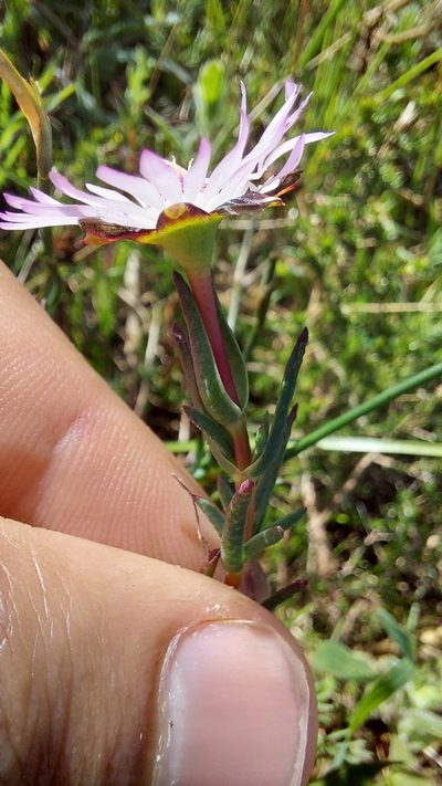 Lampranthus scaber, photographed by Jacques van der Merwe