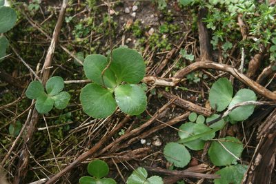Crassula capensis, photographed by Jacques van der Merwe