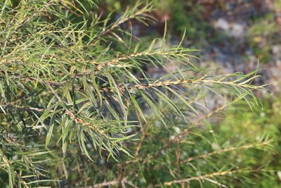 Salix schwerinii, photographed by Nina Filippova
