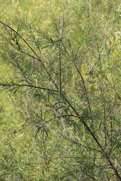 Salix schwerinii, photographed by Nina Filippova