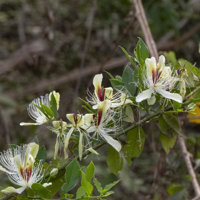 Capparis brevispina, photographed by Paulmathi Vinod