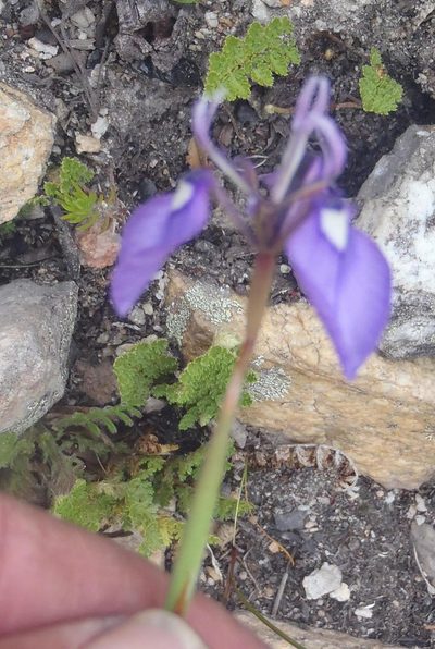 Moraea algoensis, photographed by Nicola van Berkel