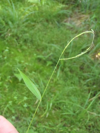 Microstegium nudum, photographed by Nicola van Berkel