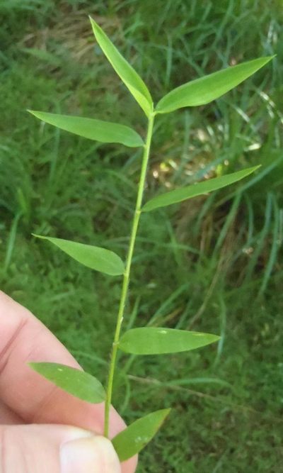 Microstegium nudum, photographed by Nicola van Berkel