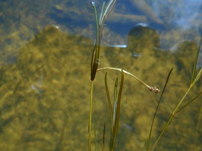 Potamogeton berchtoldii, photographed by Eugene Popov