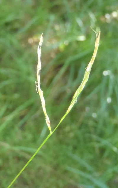 Microstegium nudum, photographed by Nicola van Berkel