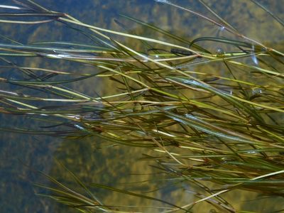 Potamogeton berchtoldii, photographed by Eugene Popov