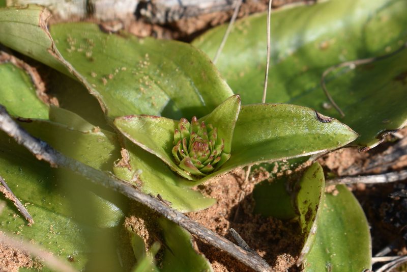 Satyrium muticum, photographed by Justin Ponder