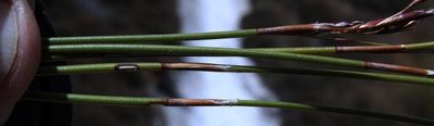 Restio brachiatus, photographed by Tony Rebelo
