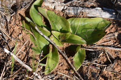 Satyrium muticum, photographed by Justin Ponder