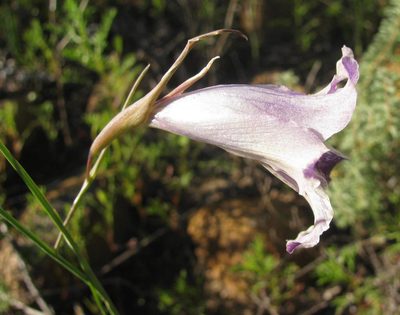 Gladiolus inflexus, photographed by douglaseustonbrown