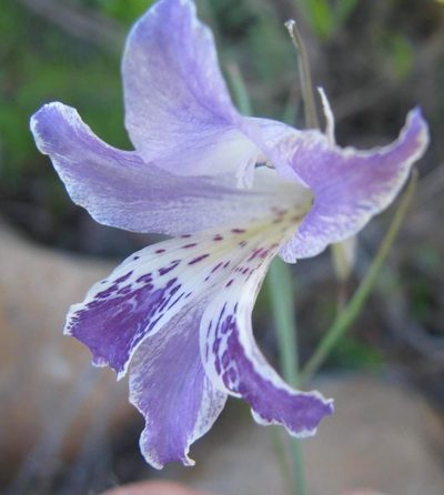 Gladiolus inflexus, photographed by douglaseustonbrown
