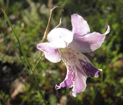 Gladiolus inflexus, photographed by douglaseustonbrown