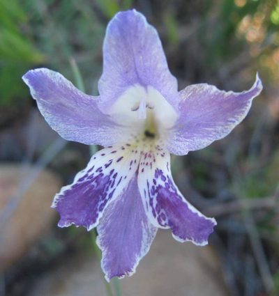 Gladiolus inflexus, photographed by douglaseustonbrown