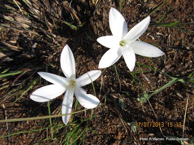 Apodolirion buchananii, photographed by Peter Warren