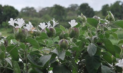 Barleria albostellata, photographed by Charles Stirton
