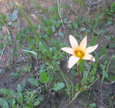 Romulea setifolia, photographed by douglaseustonbrown