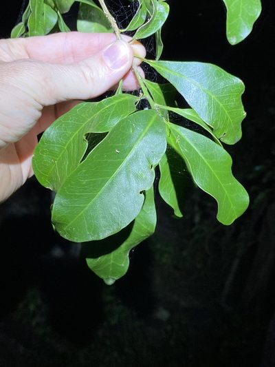 Fontainea venosa, photographed by Greg Tasney