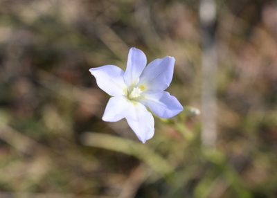 Moraea polyanthos, photographed by Justin Ponder