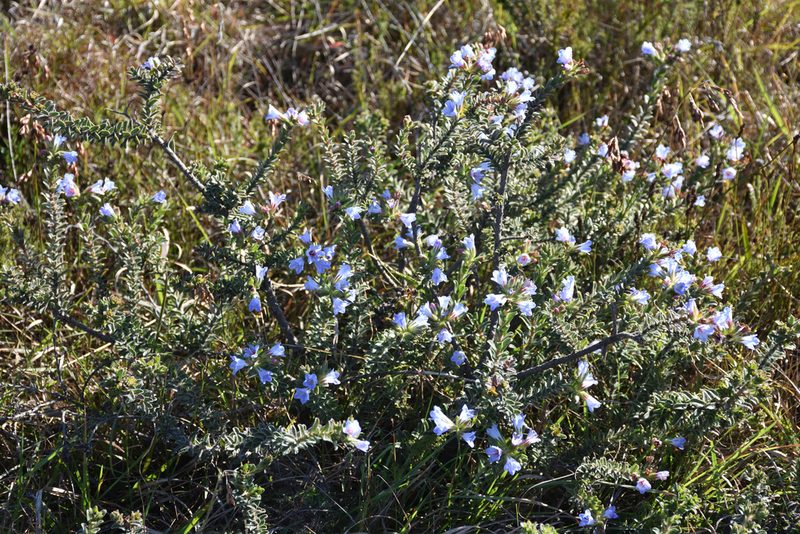 Lobostemon trigonus, photographed by Andrew Gillespie
