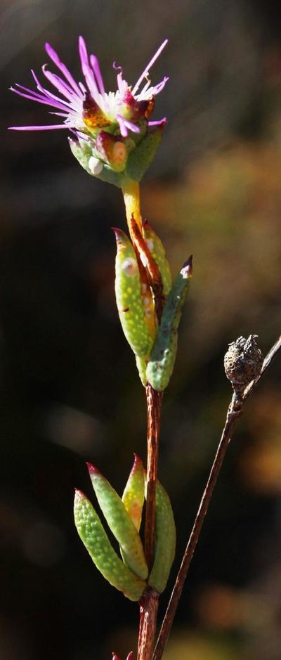 Erepsia gracilis, photographed by Tony Rebelo