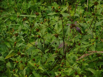 Bidens tripartita, photographed by Eugene Popov