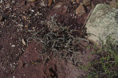 Caroxylon tuberculatum, photographed by Brian du Preez
