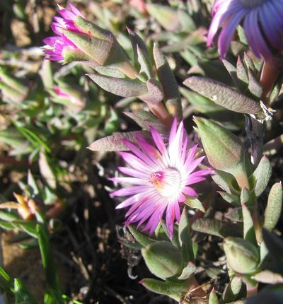Antimima leipoldtii, photographed by douglaseustonbrown