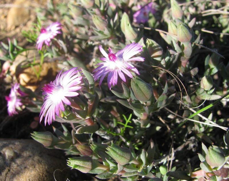 Antimima leipoldtii, photographed by douglaseustonbrown