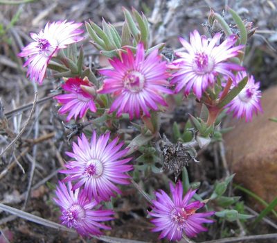 Antimima leipoldtii, photographed by douglaseustonbrown