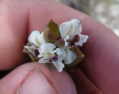Amphithalea micrantha, photographed by Brian du Preez