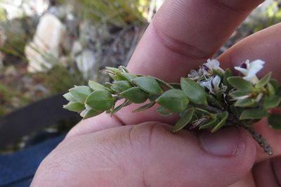 Amphithalea micrantha, photographed by Brian du Preez