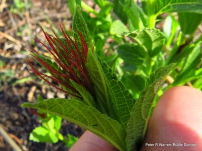 Acalypha glandulifolia, photographed by Peter Warren