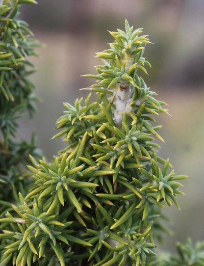 Cliffortia arborea, photographed by Tony Rebelo