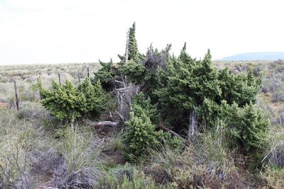 Cliffortia arborea, photographed by Tony Rebelo