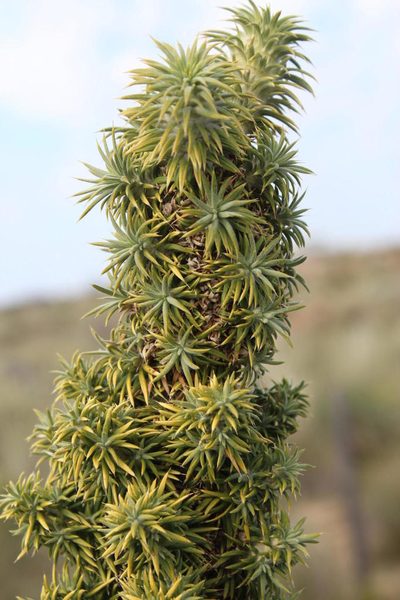 Cliffortia arborea, photographed by Tony Rebelo