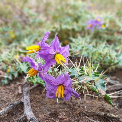 Solanum virginianum, photographed by Paulmathi Vinod