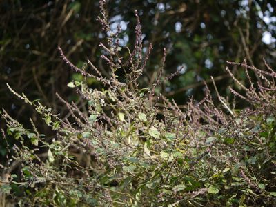 Pogostemon paniculatus, photographed by Dinesh Valke