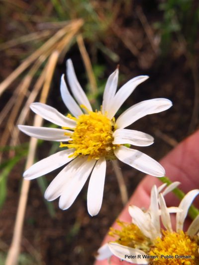 Afroaster pleiocephalus, photographed by Peter Warren
